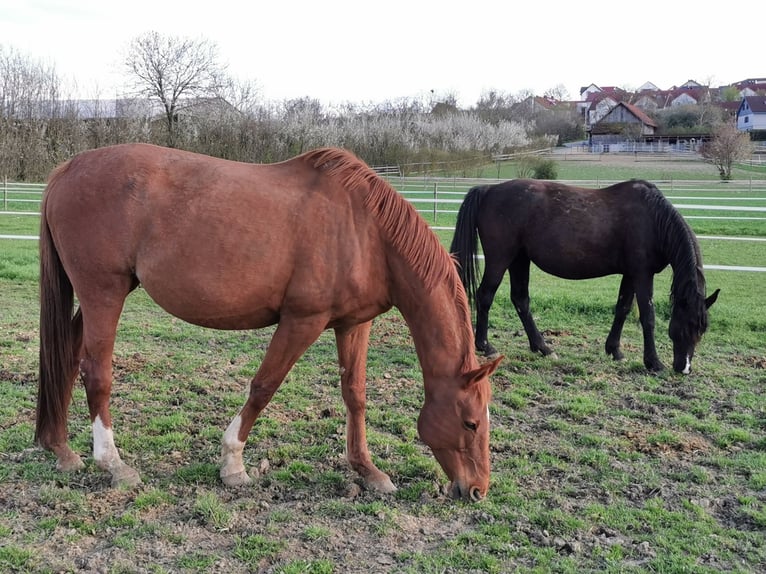 Oldenburg Mare 17 years 16,3 hh Chestnut-Red in Eberdingen