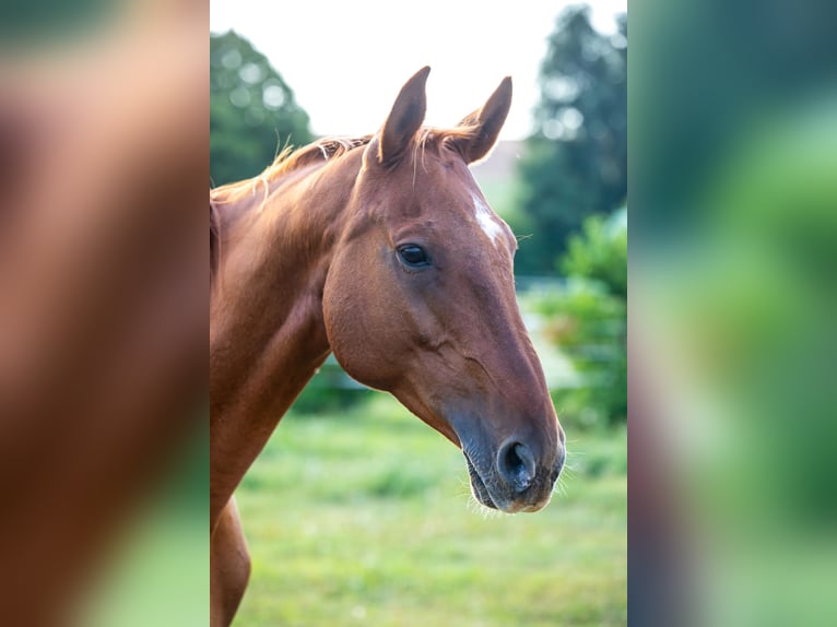 Oldenburg Mare 17 years 16,3 hh Chestnut-Red in Eberdingen