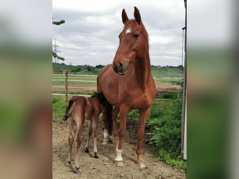 Oldenburg Mare 17 years 16,3 hh Chestnut-Red in Eberdingen