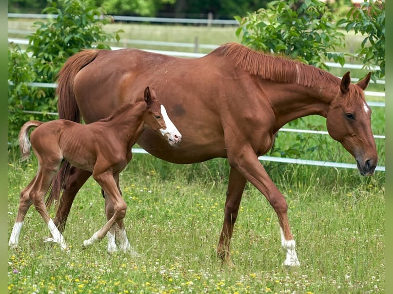 Oldenburg Mare 17 years 16,3 hh Chestnut-Red in Eberdingen