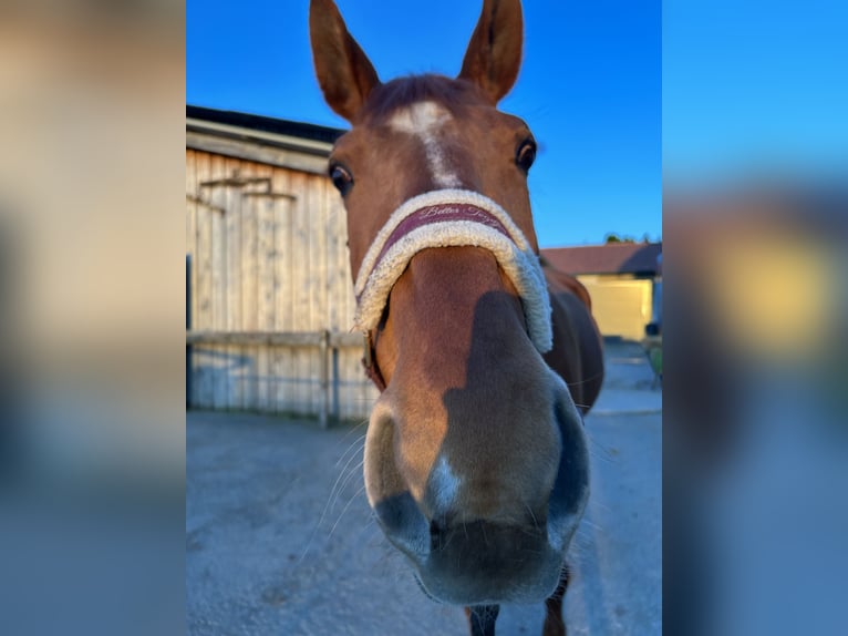 Oldenburg Mare 17 years 16.3 hh Chestnut-Red in Neuhofen an der Ybbs