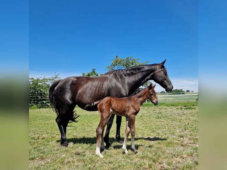 Oldenburg Mare 17 years 16 hh Black in Eberdingen