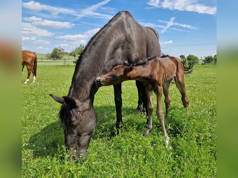 Oldenburg Mare 17 years 16 hh Black in Eberdingen