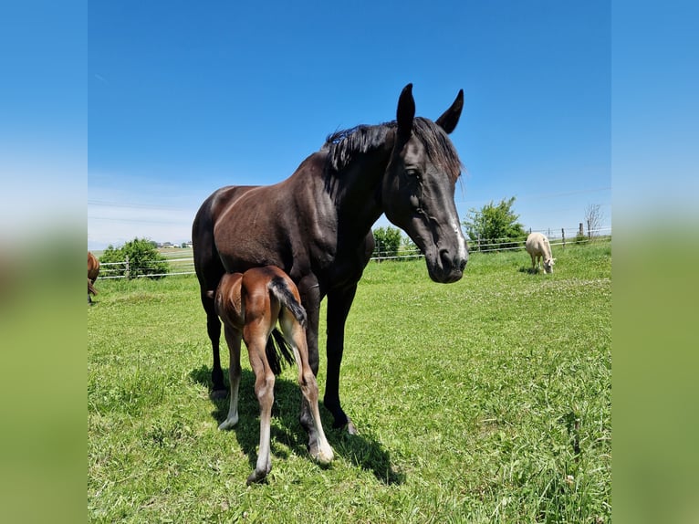 Oldenburg Mare 17 years 16 hh Black in Eberdingen