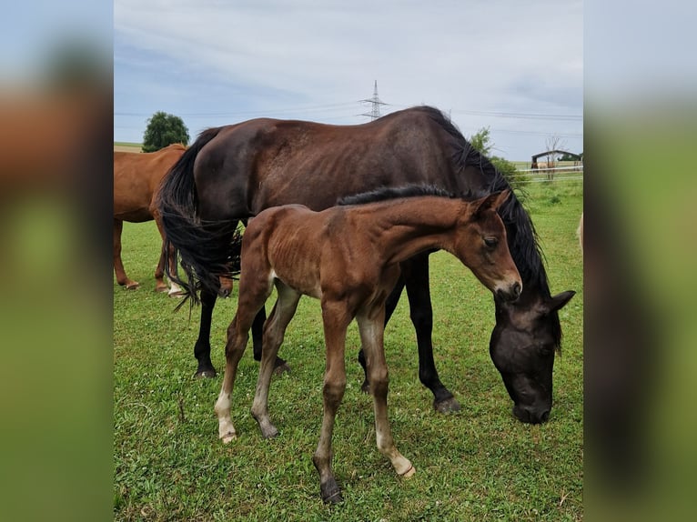 Oldenburg Mare 17 years 16 hh Black in Eberdingen