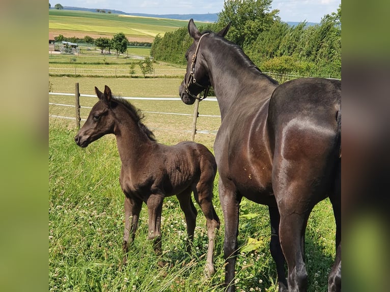 Oldenburg Mare 17 years 16 hh Black in Eberdingen