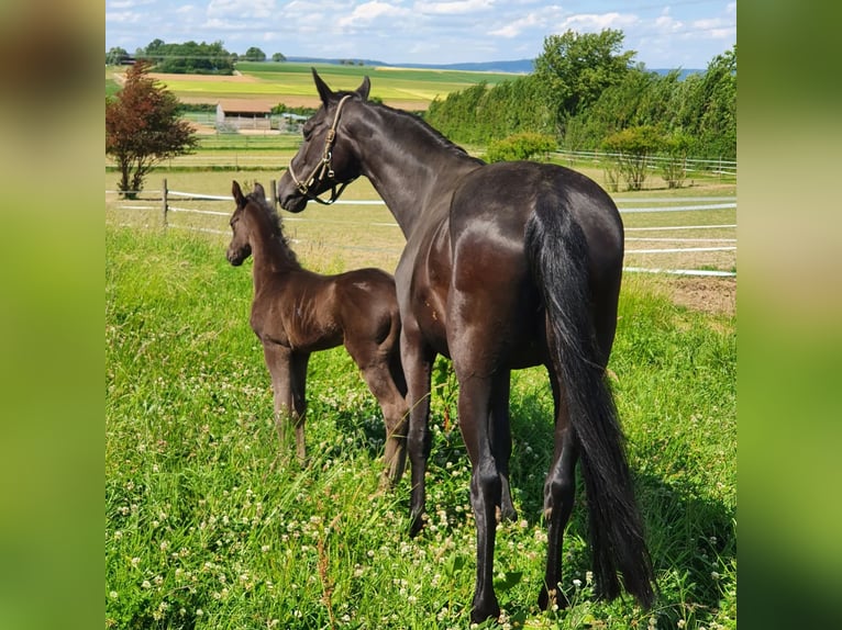 Oldenburg Mare 17 years 16 hh Black in Eberdingen