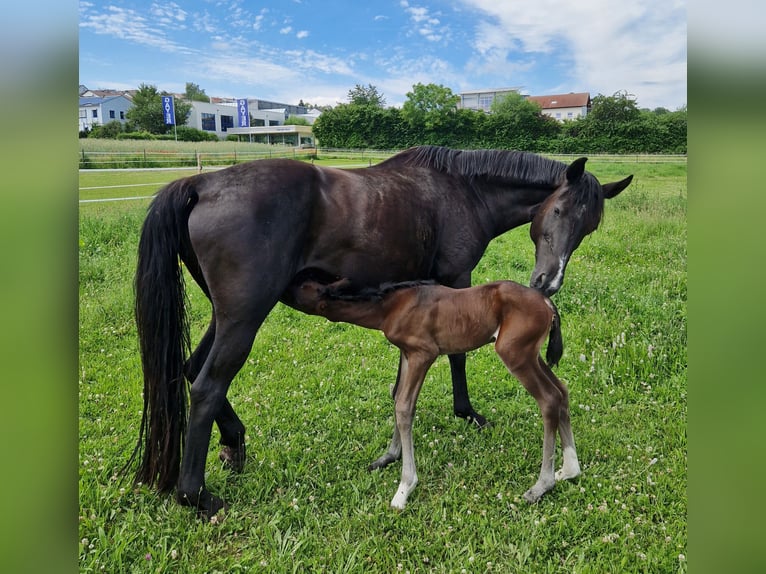 Oldenburg Mare 17 years 16 hh Black in Eberdingen