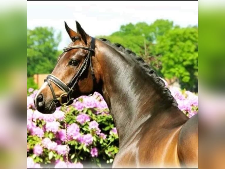 Oldenburg Mare 17 years 16 hh Brown in Speichersdorf