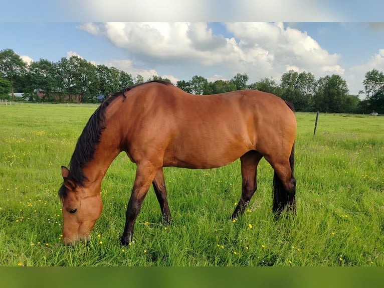 Oldenburg Mare 17 years 16 hh Brown in Fredenbeck