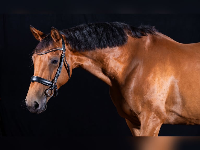 Oldenburg Mare 17 years 16 hh Brown in Fredenbeck