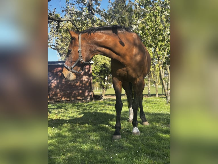 Oldenburg Mare 17 years 16 hh Brown in Calbe