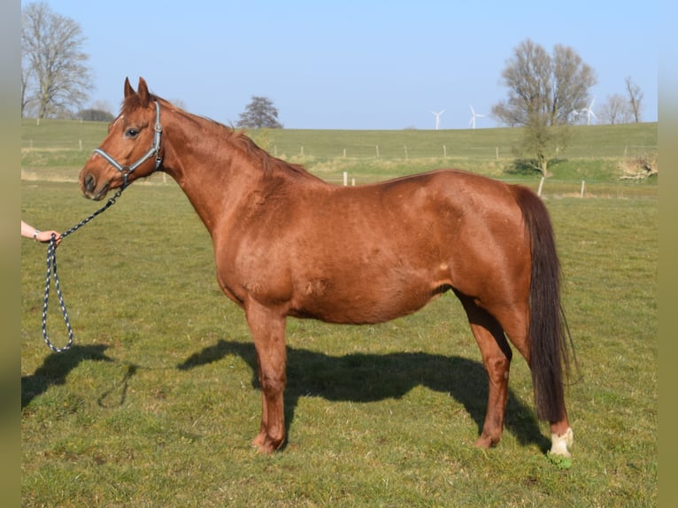 Oldenburg Mare 17 years 16 hh Chestnut-Red in satow