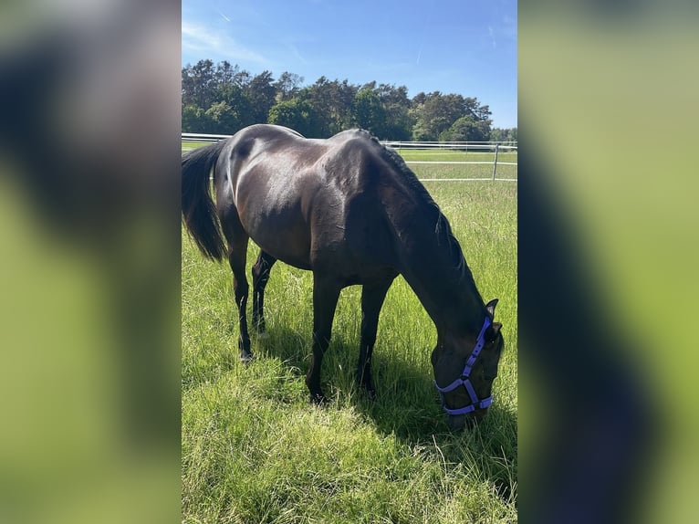 Oldenburg Mare 17 years 16 hh Smoky-Black in Babenhausen