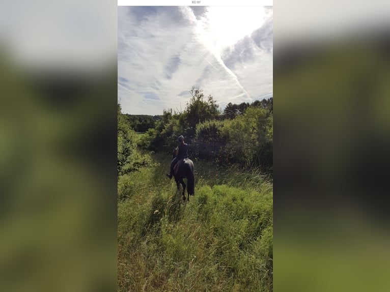 Oldenburg Mare 17 years 16 hh Smoky-Black in Babenhausen
