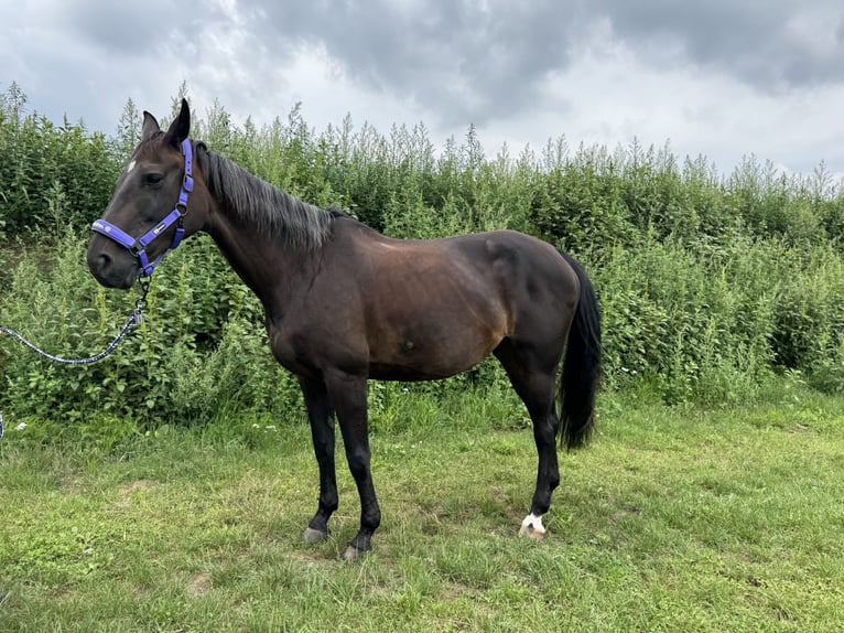 Oldenburg Mare 17 years 16 hh Smoky-Black in Babenhausen