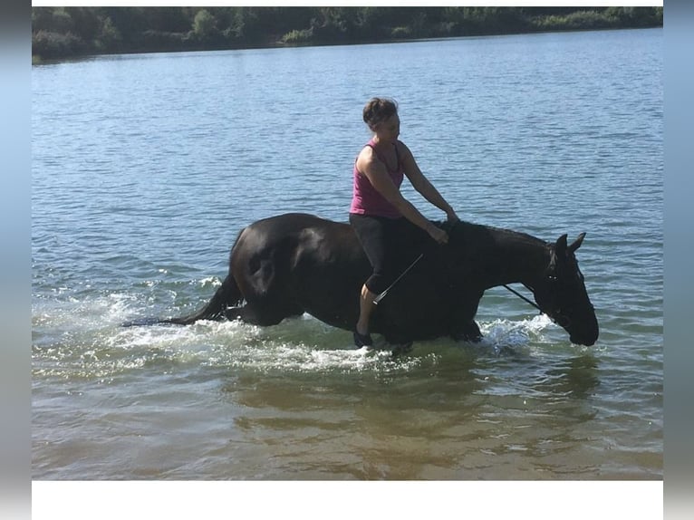 Oldenburg Mare 17 years 16 hh Smoky-Black in Babenhausen