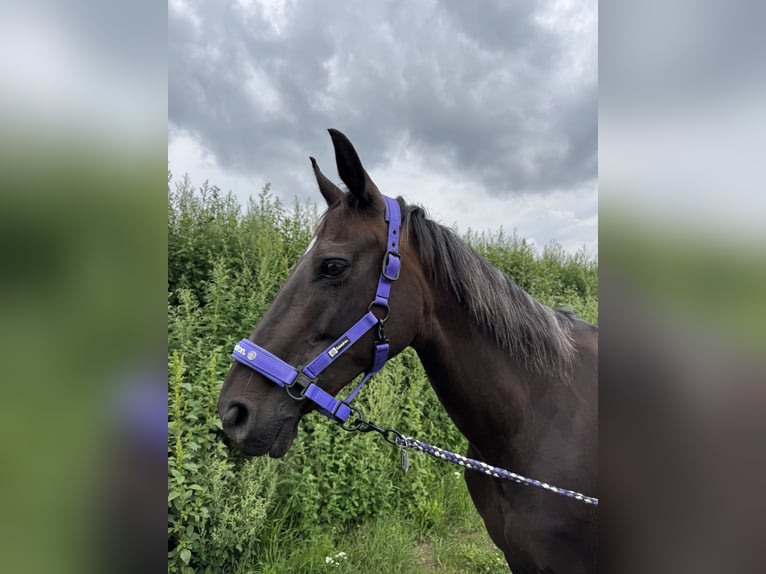 Oldenburg Mare 17 years 16 hh Smoky-Black in Babenhausen