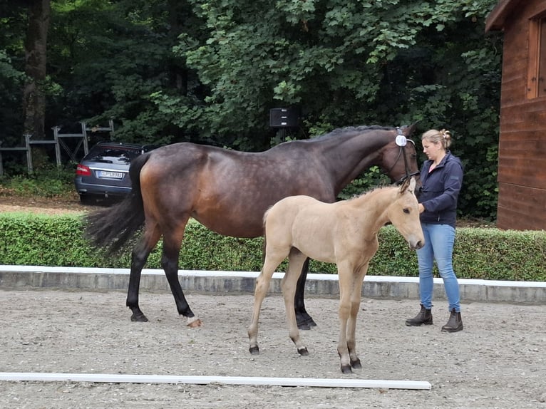 Oldenburg Mare 17 years 16,1 hh Bay-Dark in Suhlendorf