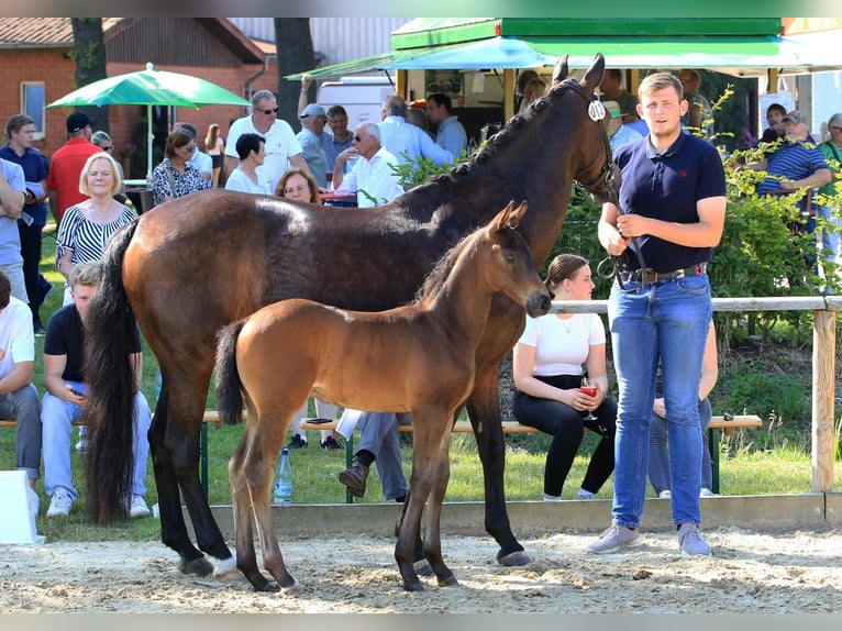 Oldenburg Mare 17 years 16,1 hh Bay-Dark in Suhlendorf