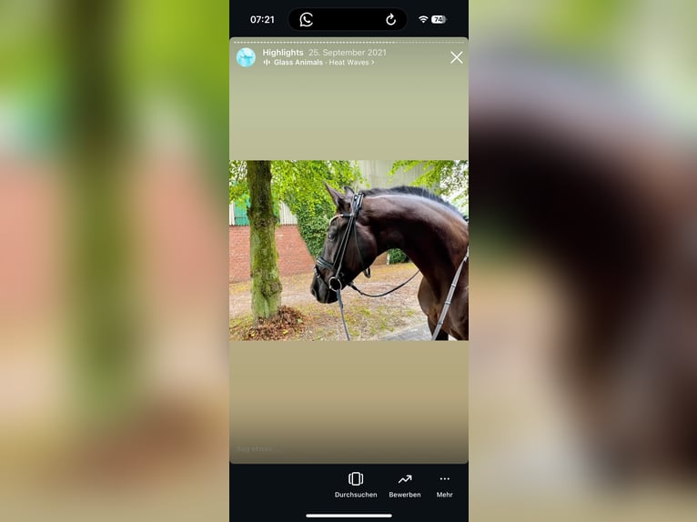 Oldenburg Mare 17 years 16,1 hh Black in Stade