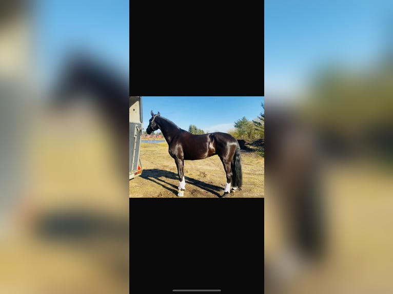 Oldenburg Mare 17 years 16,1 hh Black in Stade