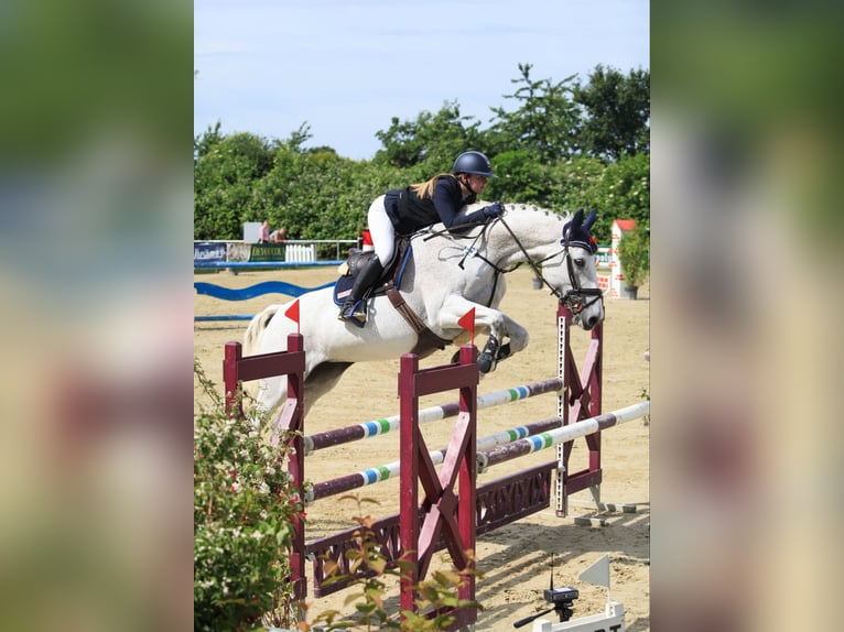 Oldenburg Mare 17 years 17,1 hh Gray-Fleabitten in Bad Herrenalb