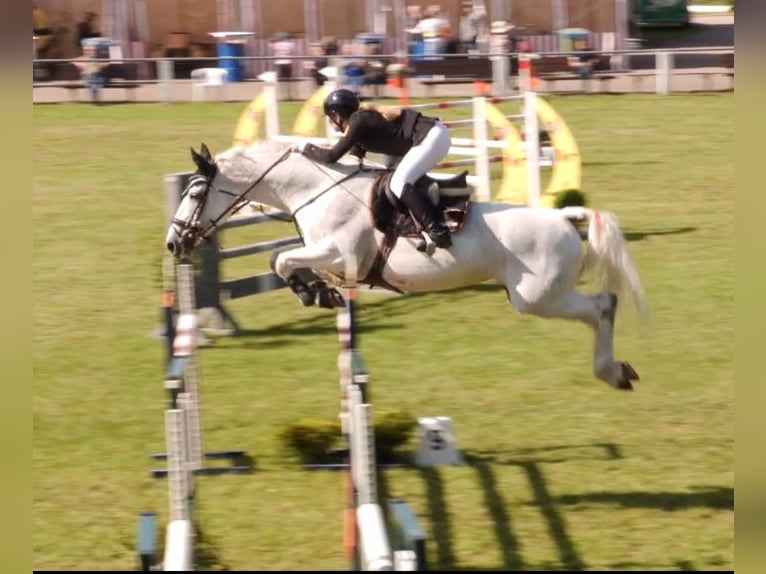 Oldenburg Mare 17 years 17,1 hh Gray-Fleabitten in Bad Herrenalb