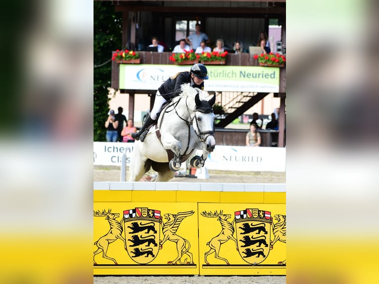 Oldenburg Mare 17 years 17,1 hh Gray-Fleabitten in Bad Herrenalb