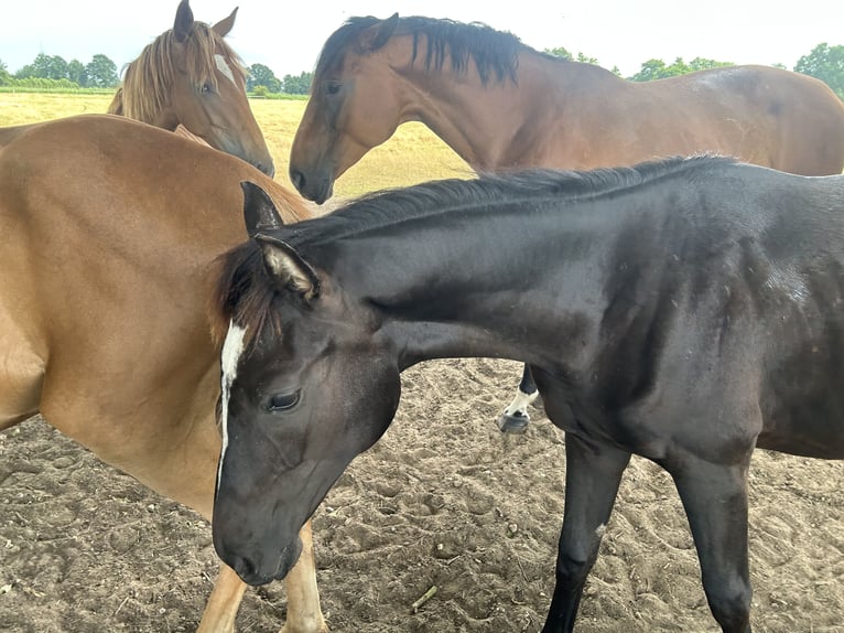 Oldenburg Mare 17 years Black in Winsen (Luhe) Oldenburg Mare 17 years Black in Winsen (Luhe)