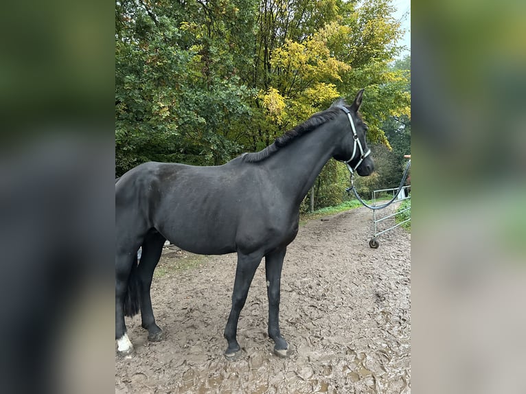 Oldenburg Mare 17 years Black in Winsen (Luhe) Oldenburg Mare 17 years Black in Winsen (Luhe)