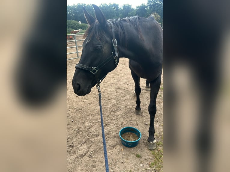 Oldenburg Mare 17 years Black in Winsen (Luhe) Oldenburg Mare 17 years Black in Winsen (Luhe)
