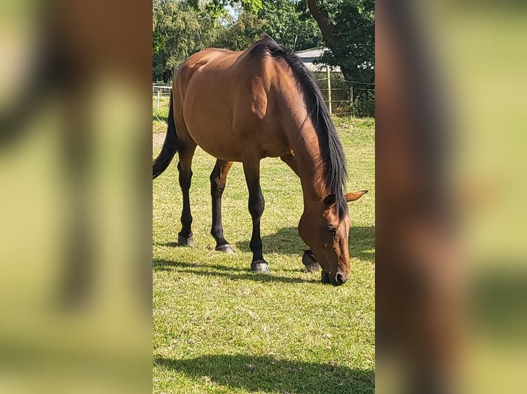 Oldenburg Mare 17 years Brown in Hollingstedt