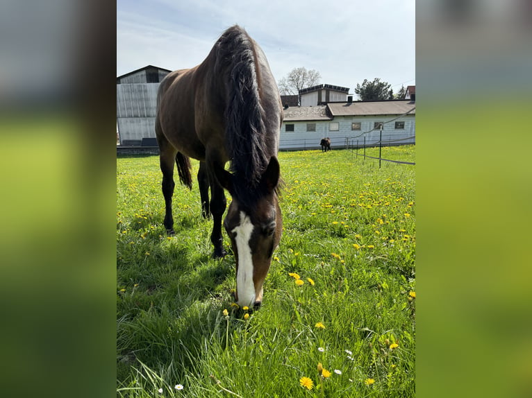 Oldenburg Mare 18 years 15,3 hh Bay-Dark in Erbach