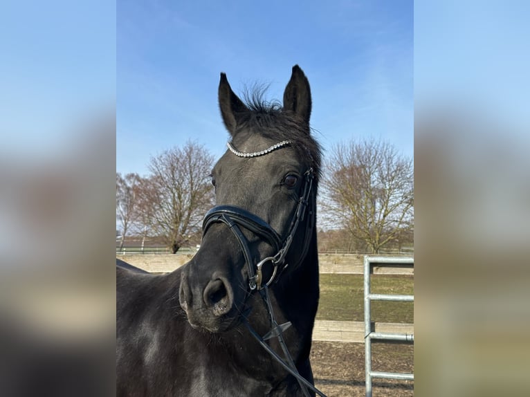 Oldenburg Mare 18 years 16.1 hh Black in Hildesheim