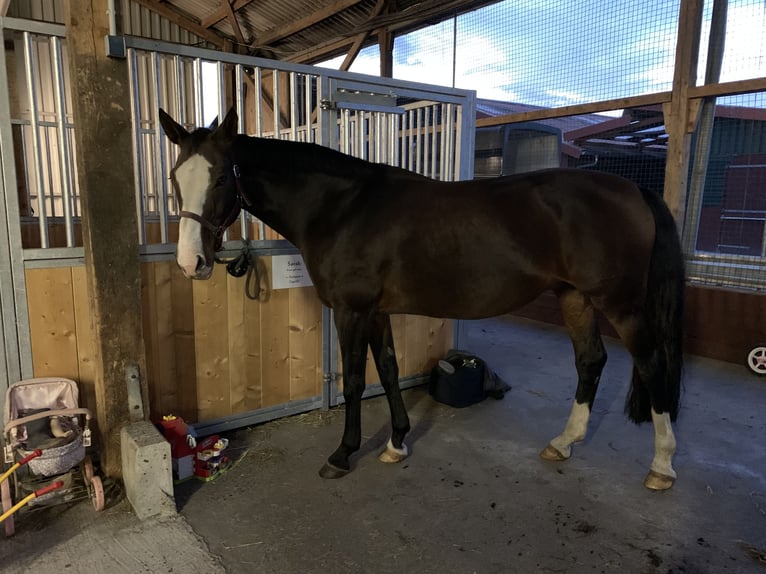 Oldenburg Mare 18 years 16,1 hh Brown in Cloppenburg