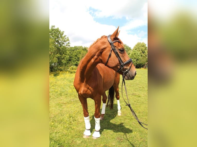 Oldenburg Mare 18 years 16,1 hh Chestnut-Red in Esens