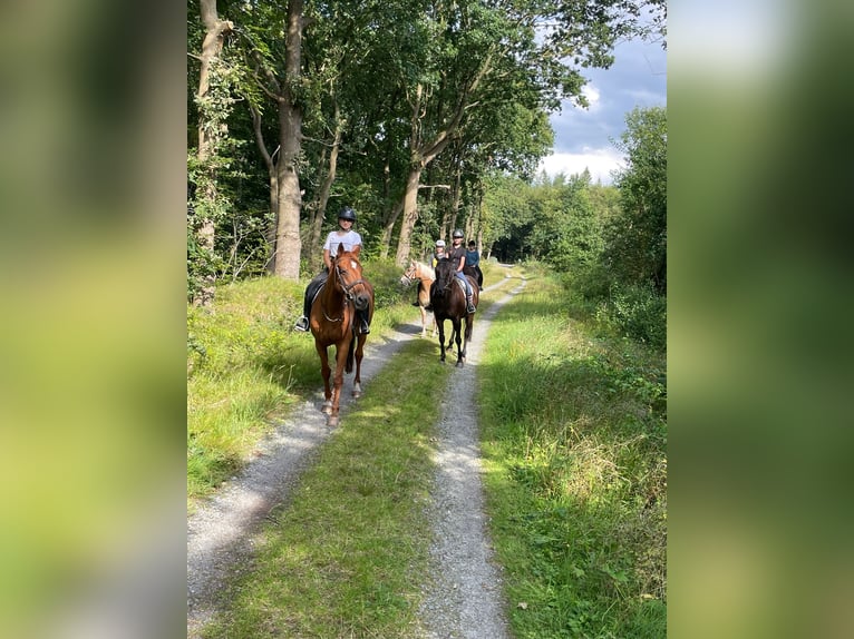 Oldenburg Mare 18 years 16,1 hh Chestnut-Red in Esens