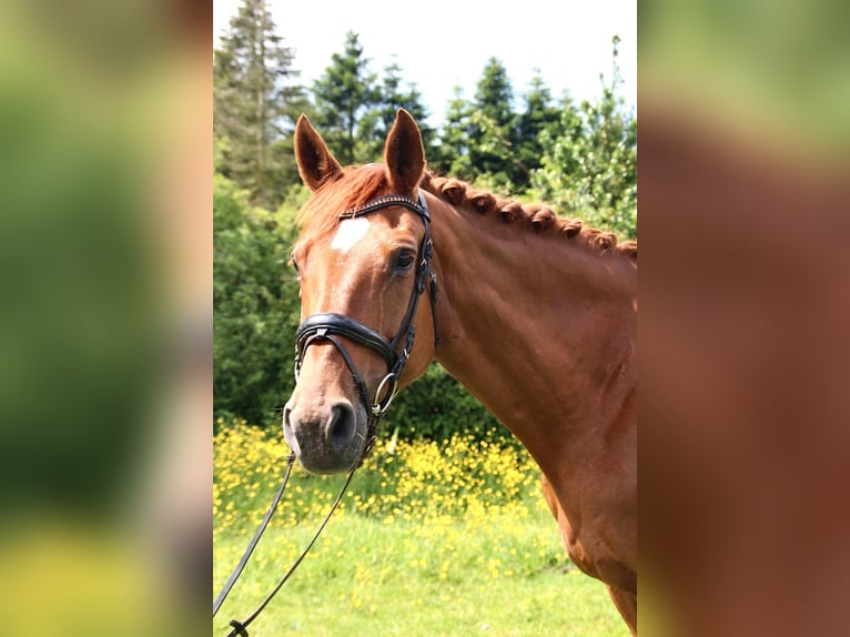 Oldenburg Mare 18 years 16,1 hh Chestnut-Red in Esens