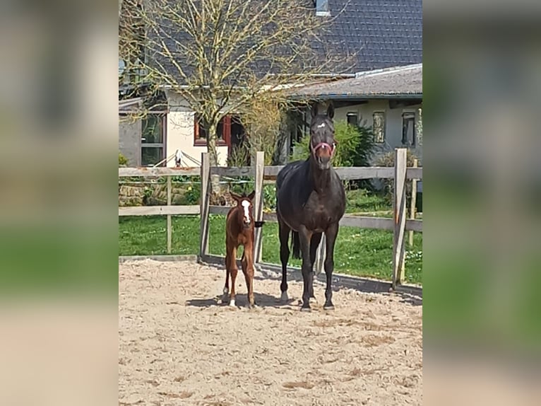 Oldenburg Mare 18 years 16,2 hh Bay-Dark in Osterburken