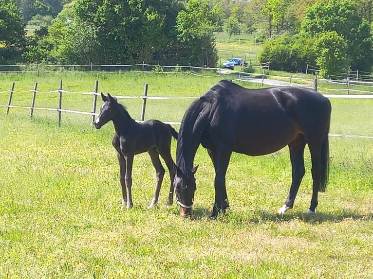 Oldenburg Mare 18 years 16,2 hh Bay-Dark in Osterburken