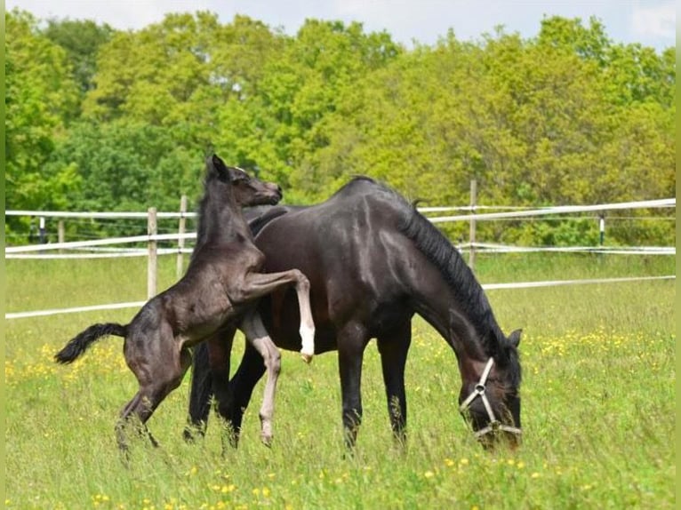 Oldenburg Mare 18 years 16,2 hh Bay-Dark in Osterburken