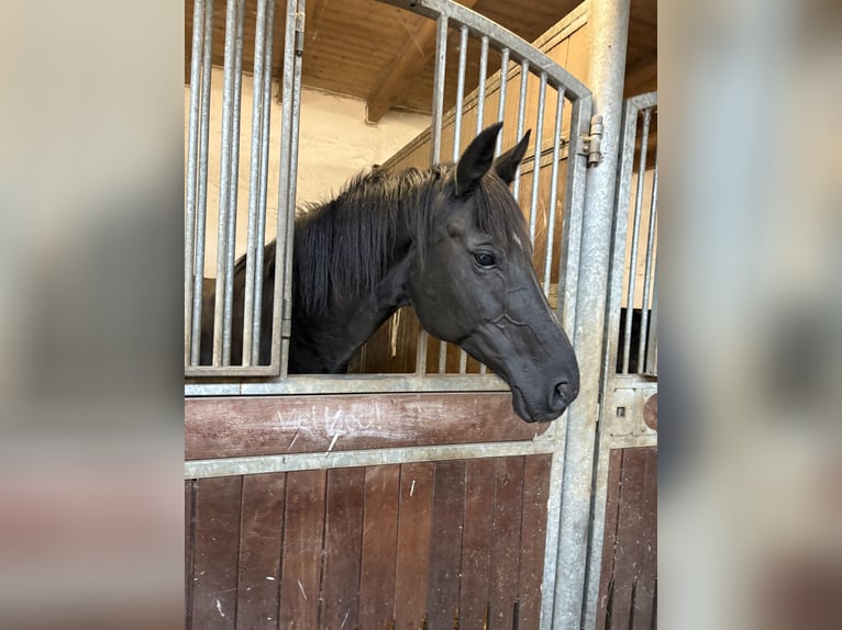 Oldenburg Mare 18 years 16.2 hh Black in Vechta