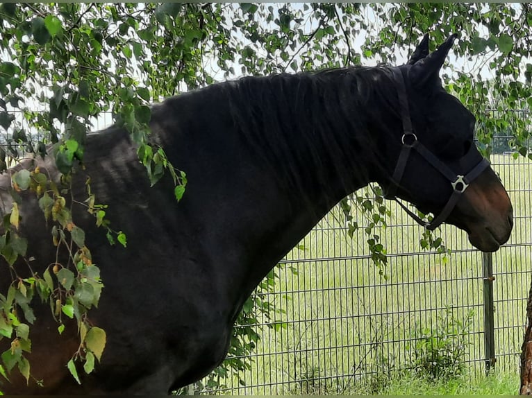 Oldenburg Mare 18 years 16,2 hh in Schkeuditz