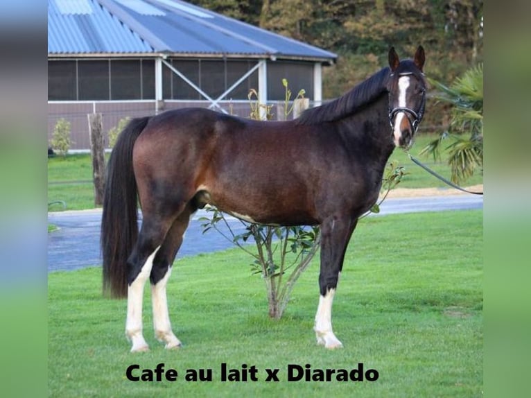 Oldenburg Mare 18 years 16.2 hh Brown in Bramsche