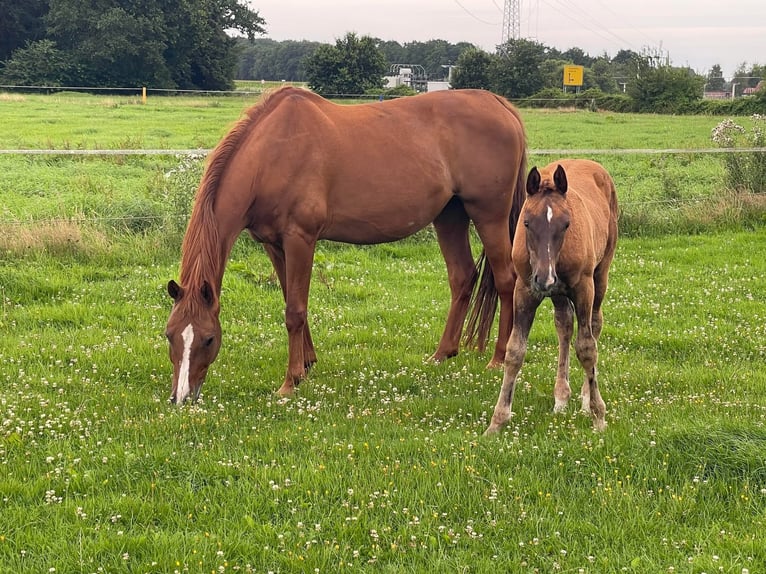 Oldenburg Mare 18 years 16.2 hh Chestnut-Red in Saterland