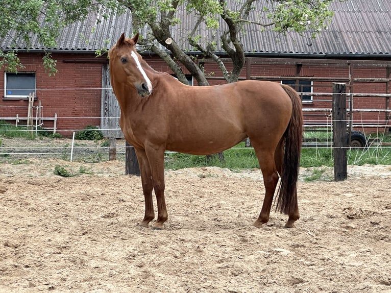 Oldenburg Mare 18 years 16.2 hh Chestnut-Red in Saterland