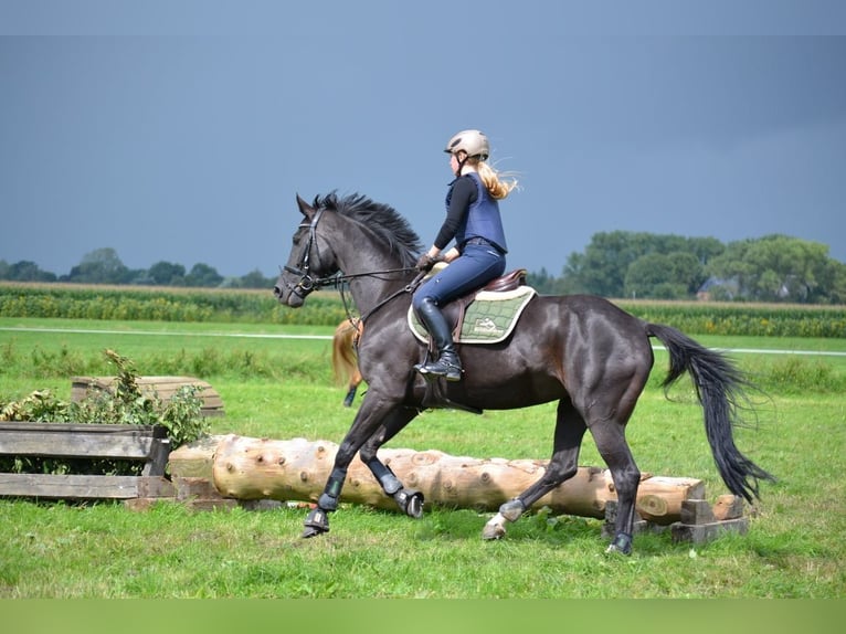Oldenburg Mare 18 years 16 hh Black in Berne