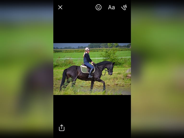 Oldenburg Mare 18 years 16 hh Black in Berne