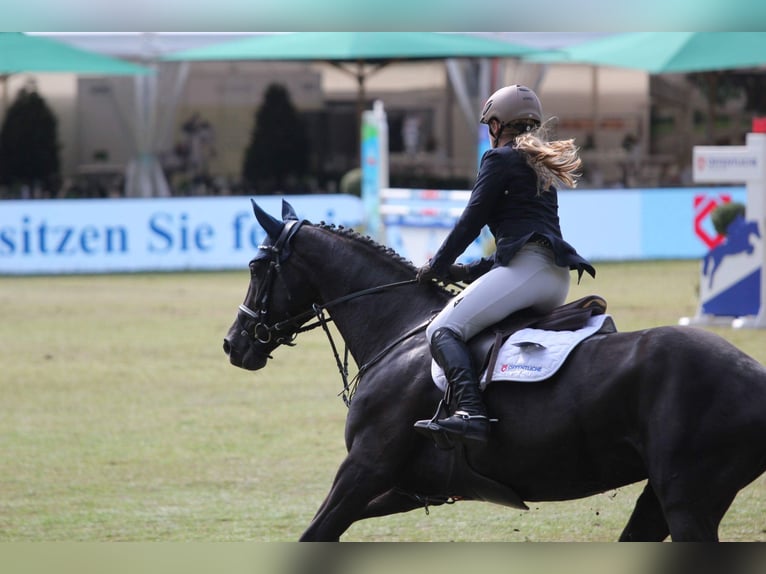 Oldenburg Mare 18 years 16 hh Black in Berne